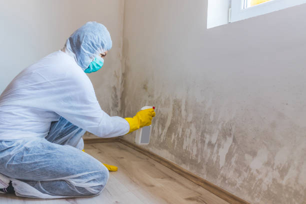 Licensed Mold Testing service in Clarklake, MI - WQB Mold Removal