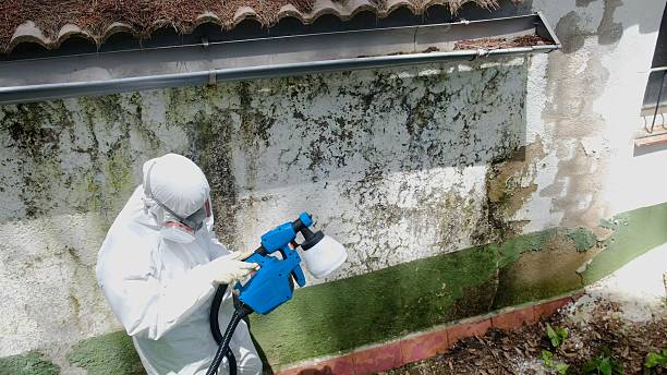 Top rated local Mold Testing specialists in Clarklake, MI